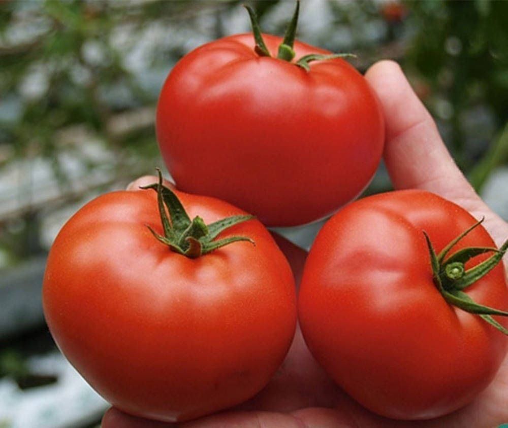 Piante & sementi: 50 Samen SAINT PIERRE SWEET Tomate – Nuovo (secondo la descrizione) da Ehrendingen venduto da VerveinaSamen