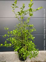 PONCIRUS TRIFOLIATA - die ikonische winterharte Bitterorange