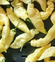 Bhut Jolokia White - Capsicum chinense - 10 Samen