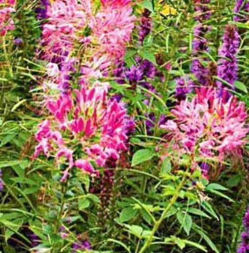 Pflanzen & Samen: 50 Samen Seltene Spinnenblume ROSE QUEEN – Neu und originalverpackt aus Rovio von POSITIFFARTandPLANTS 6