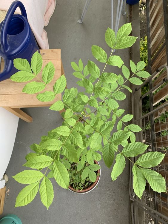 Junger Eschen Baum im Topf, ideal für den Garten im Frühling Kaufen