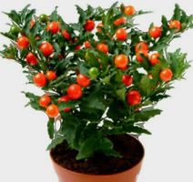Ab 15 Samen Kirsche von Jerusalem SOLANUM PSEUDOCAPISCU