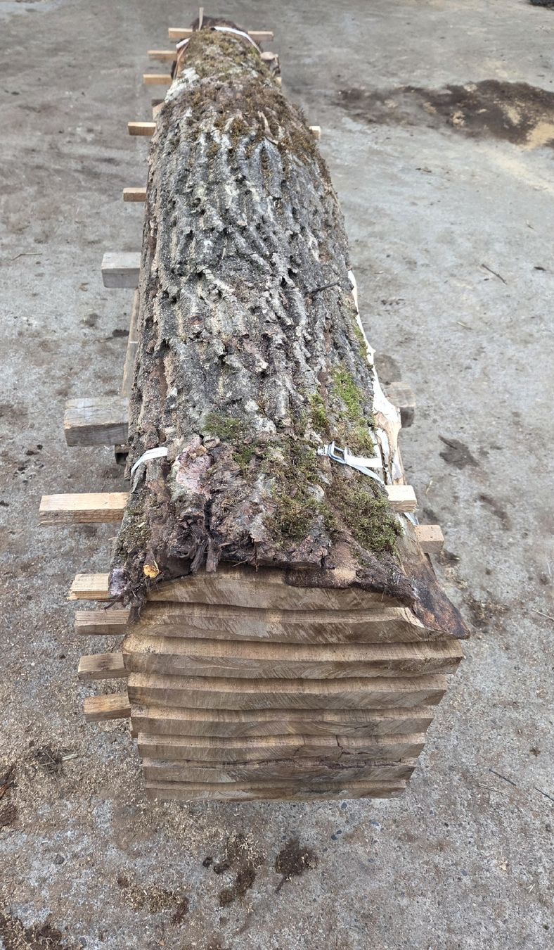 Articoli in legno: Nussbaum, Stamm, Bretter – Nuovo (secondo la descrizione) da Aettenschwil venduto da Betrieb87 2