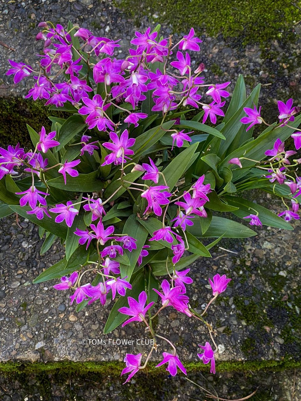 Piante & sementi: Dendrobium Kingianum - żart duftende Orchidee – Nuovo e nell'imballaggio originale da Adliswil venduto da astom369 5