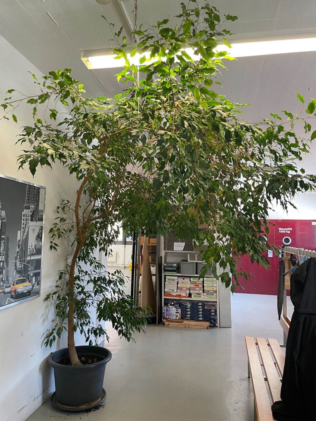 Plantes & graines: Ficus Benjamin 2.3m – D'occasion à Horgen par Maessli 1
