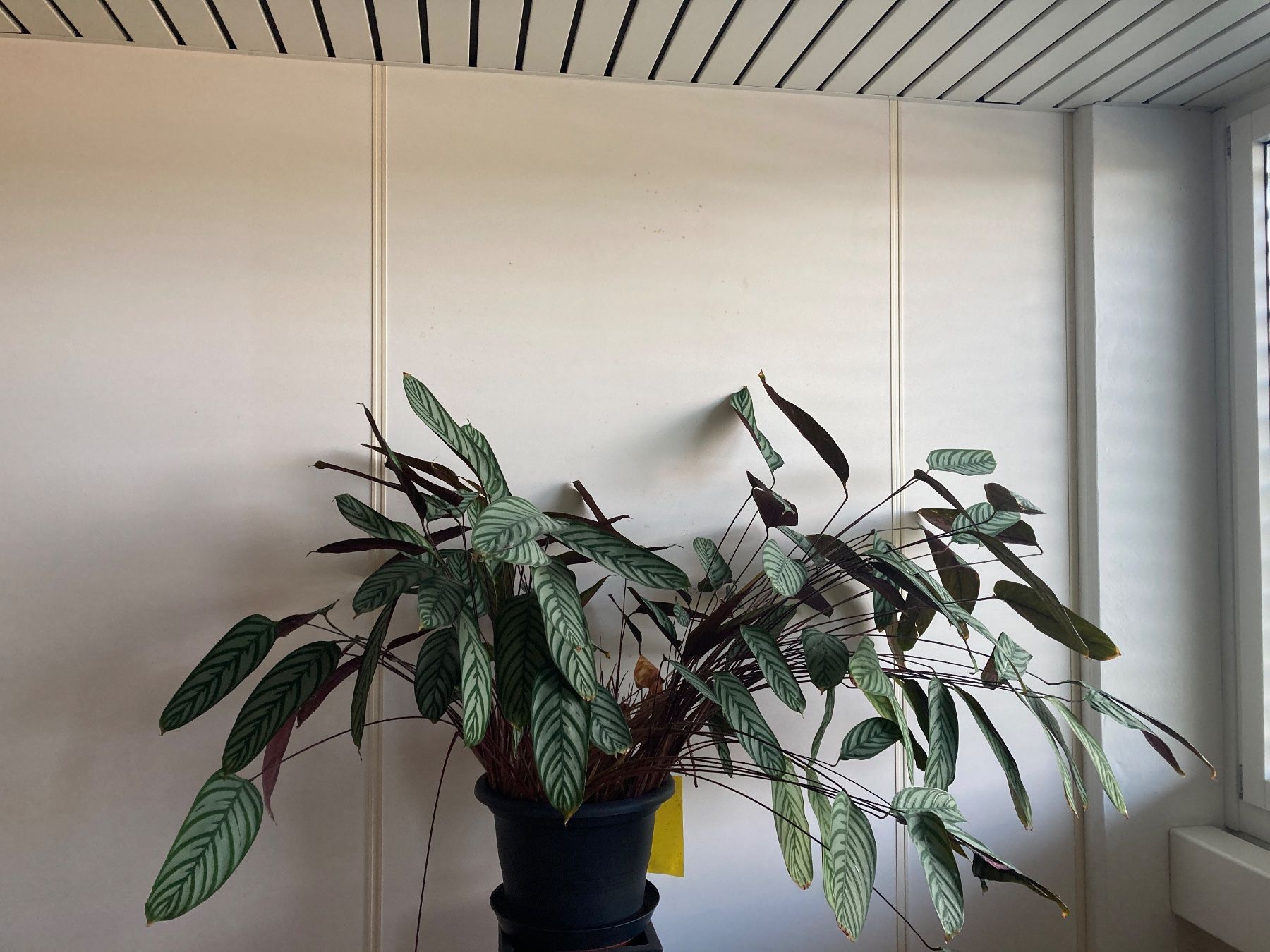 Piante & sementi: Zimmerpflanze Calathea in Topf – Usato da Hünenberg venduto da Electron0