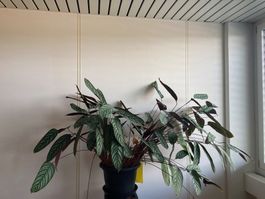 Zimmerpflanze Calathea in Topf