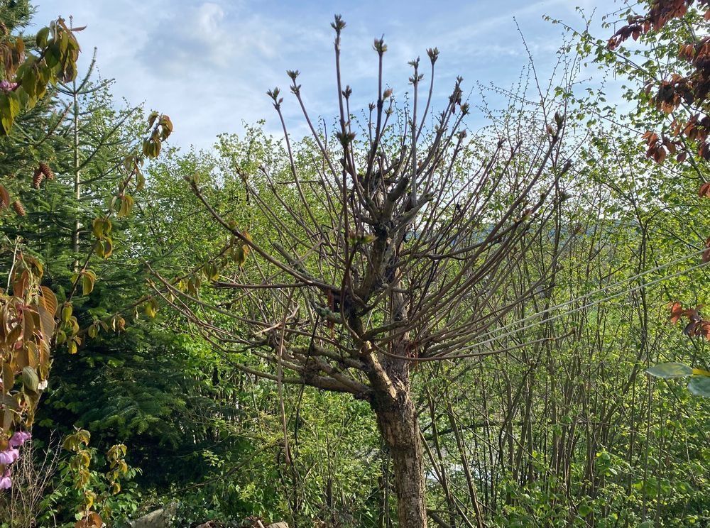 Pflanzen & Samen: Trompetenbaum Pflanzen Blumen Gartenbäume Baum – Gebraucht aus Dottikon von 6571 6