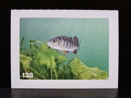 MIGROS MANIA Nature Detectives Nr. 138