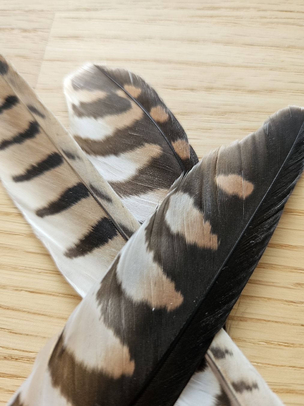 Il mondo degli animali: Turmfalke Federn – Nuovo (secondo la descrizione) da Wallenwil venduto da luc_mei 1
