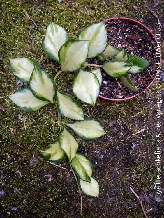 Hoya Heuschkeliana Aurea Variegata | Kaufen auf Ricardo