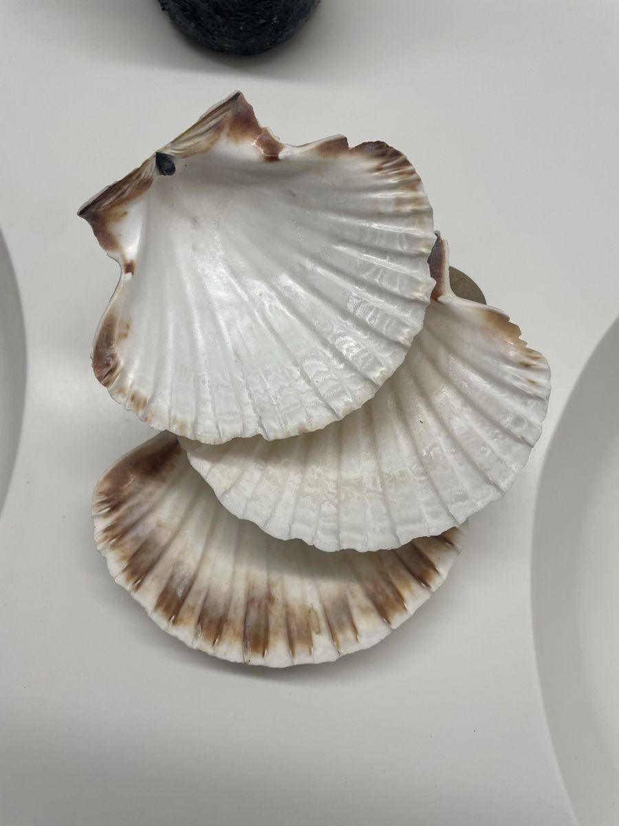 Tutte le decorazioni: Dekorative Muschelschale auf Steinen – Usato da Sins venduto da 77_gina_77 1