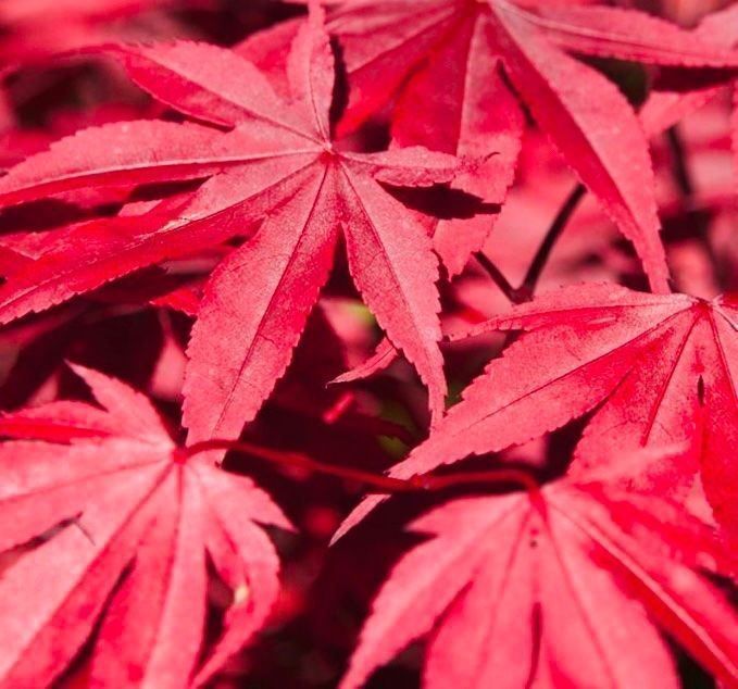 Piante & sementi: JAPANISCHER AHORN : 10 SAMEN‪ – Usato da Rovio venduto da POSITIFFARTandPLANTS 2