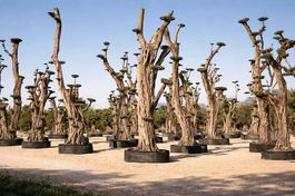 Dekorative Olivenbäume, 2 - 7 m hoch, über 200 Jahre alt