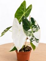 RARITÄT  variegierte Alocasia 🌿  