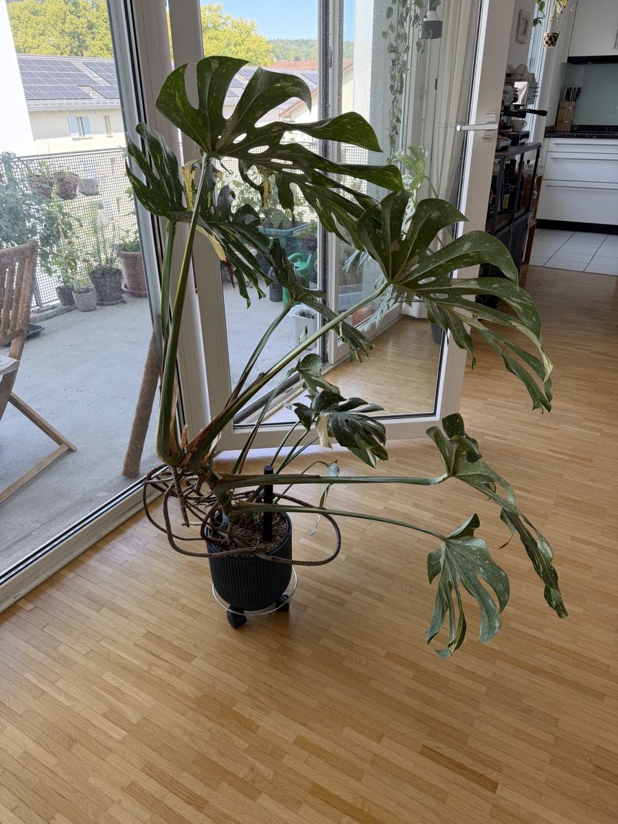 Pflanzen & Samen: Wunderschöne Monstera „Thai Constellation“ 🔥 – Gebraucht aus Luzern von schauen_ 2
