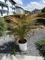 Goldfruchtpalme im Topf - bringt Sommerfeeling!