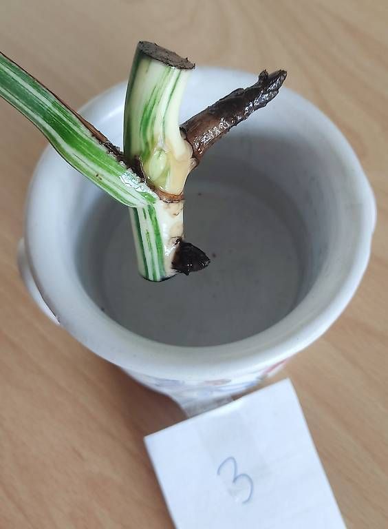 Piante & sementi: Monstera Deliciosa Albo Variegata 3. – Nuovo (secondo la descrizione) da Ebnat-Kappel venduto da Zearara 2