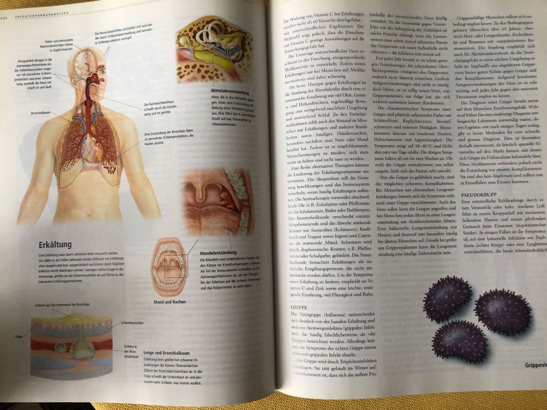 Libri: ANATOMICA von Könemann – Usato da Oberweningen venduto da Gerini 7