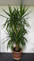 Yucca elephantipes ca. 220m verzweigt