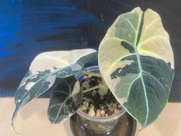Alocasia Black Velvet Pink Rhizom (1)