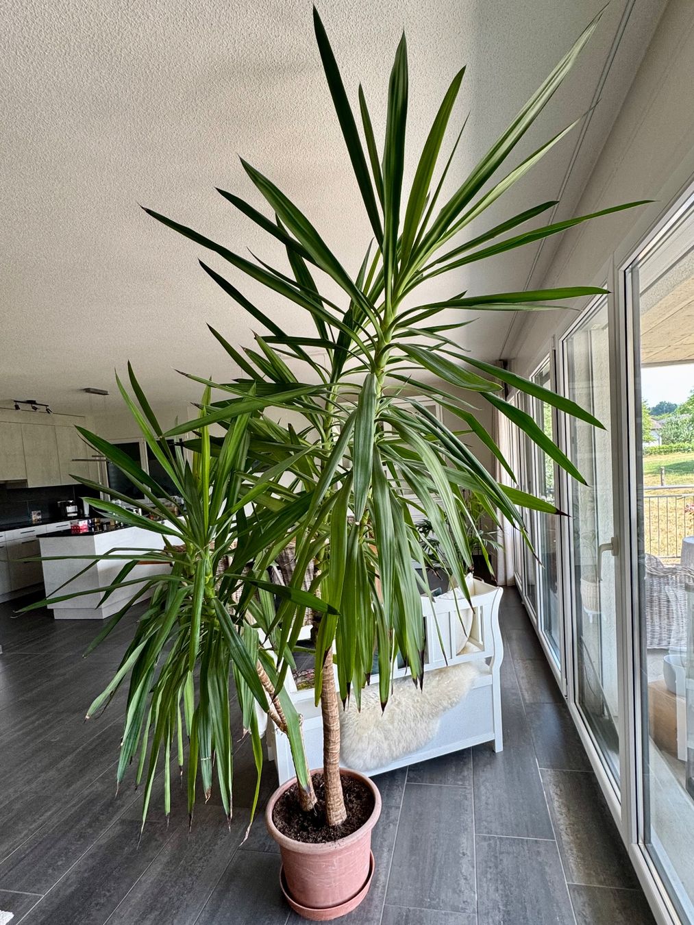 Plantes & graines: Yucca Palme gross – D'occasion à Rohrbach par Nanerl
