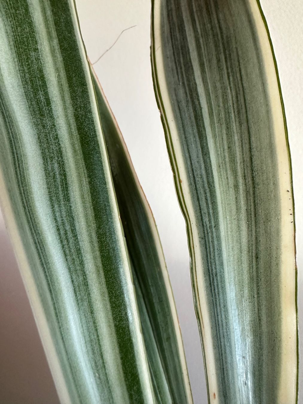 Pflanzen & Samen: Sansevieria trifasciata "metallica" – Gebraucht aus Zürich von ong8