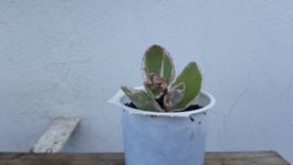 Mini Pflanze Sedum Fette Henne la vie en Rose  RARITÄT NEU