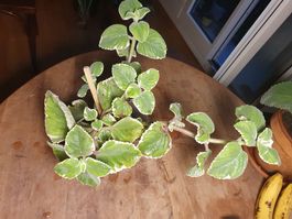 Weihrauchpflanze (Plectranthus madagascarie)