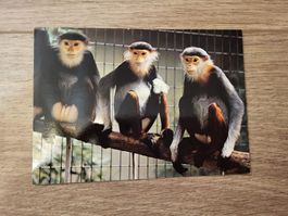 Ansichtskarte Zoo Basel Kleideraffen gelaufen 1984