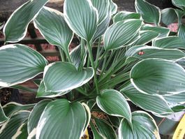 Hosta 'Francee' 1 PLANTS