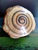 Actaeonella versteinerte Schnecke Mineralien Fossilien Achat