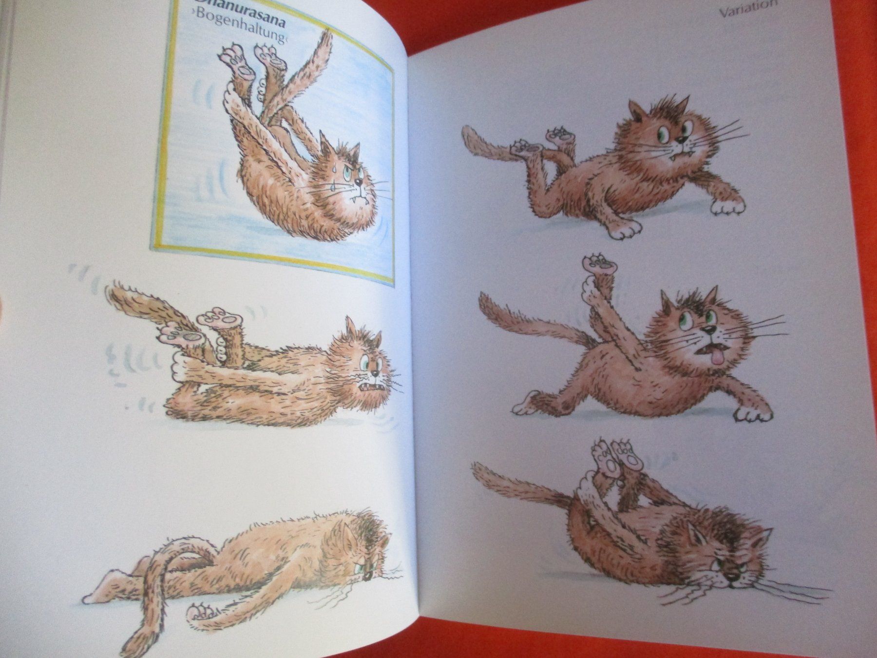 Libri: Buch Katzen Yoga – Usato da Birsfelden venduto da alles-muss-raus 1