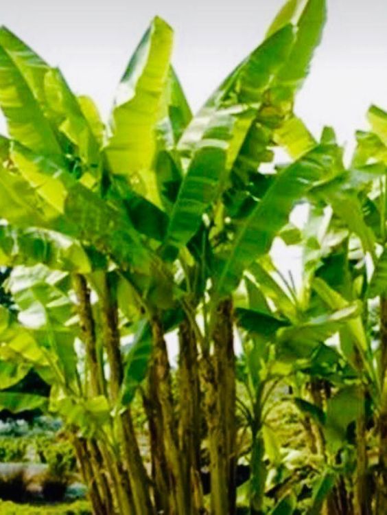 10 SAMEN ECHTE BANANEN PALME Kaufen auf Ricardo
