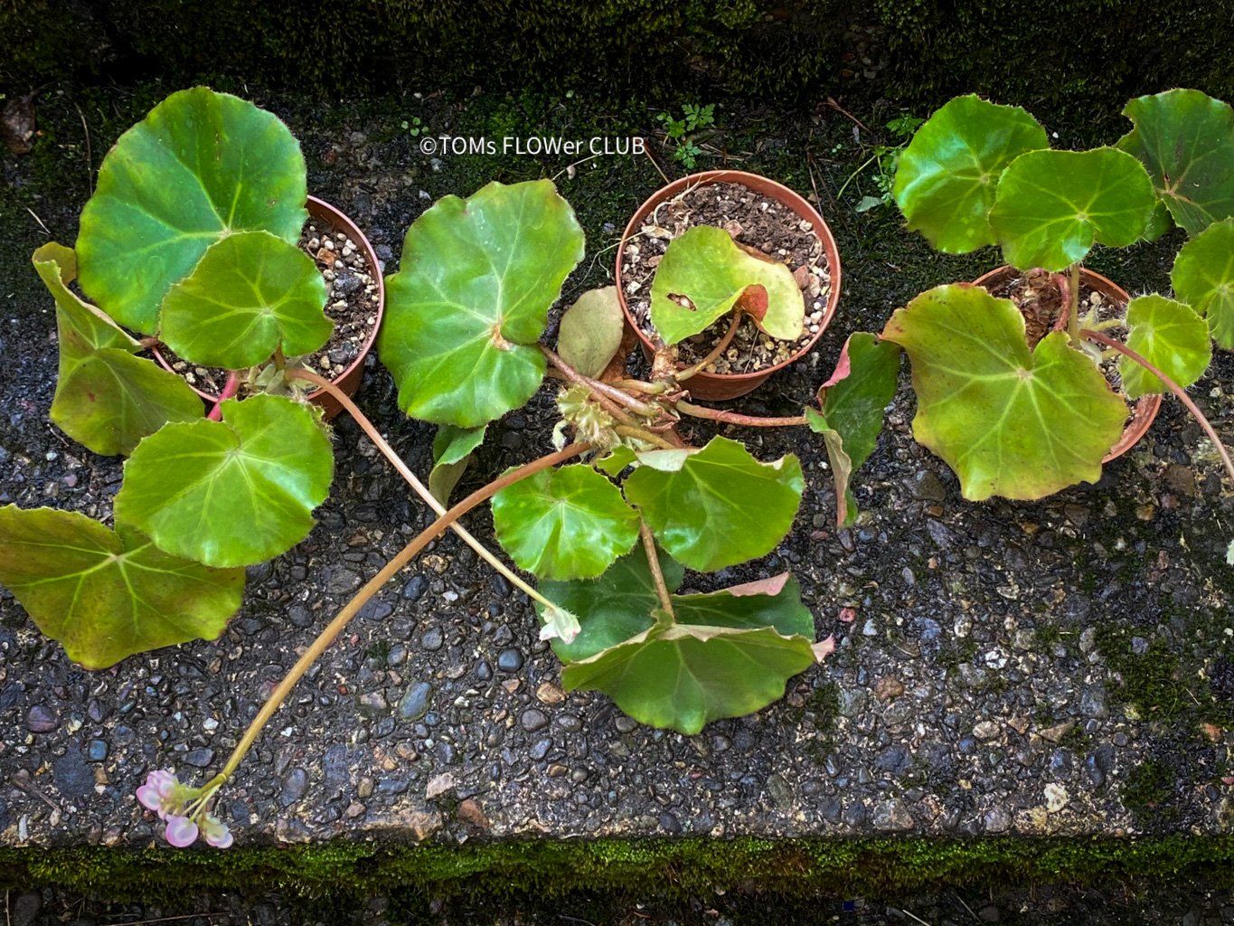Piante & sementi: Begonia Erythrophylla - Beefsteak Begonia – Nuovo e nell'imballaggio originale da Adliswil venduto da astom369 3