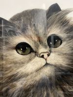 Katzenbild