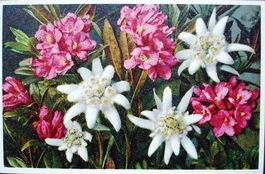 ROSTBLÄTTERIGE ALPENROSE gelaufen von St. Gallen