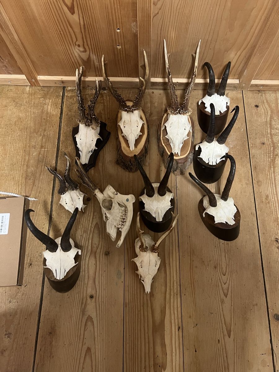 Il mondo degli animali: Trophäen-Set – Usato da Sternenberg venduto da Coocoo