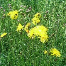 Profile image of wiesenpippau