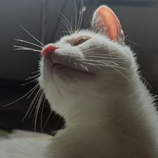 Profile image of nic_h9dt