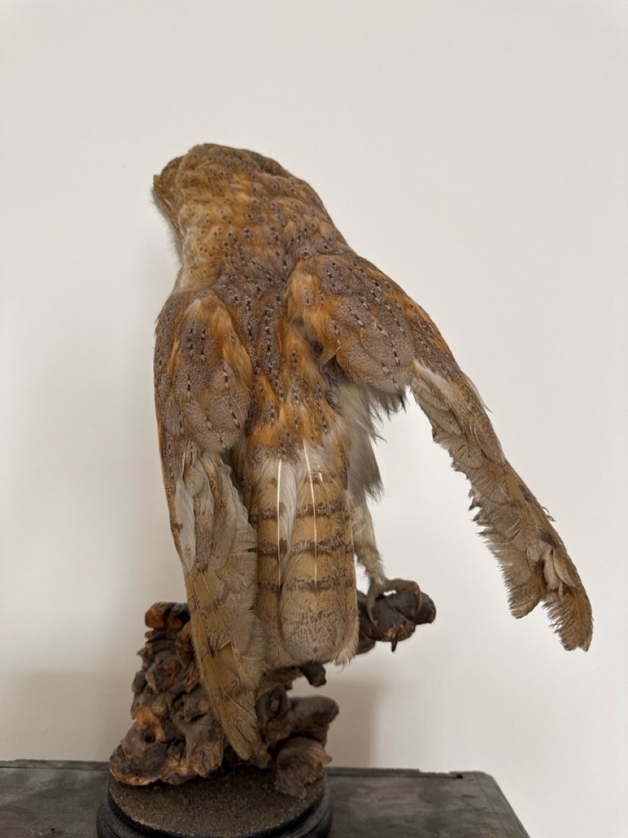 Welt der Tiere: Präparat Schleiereule  – Gebraucht aus Basel von Ramses1179 3