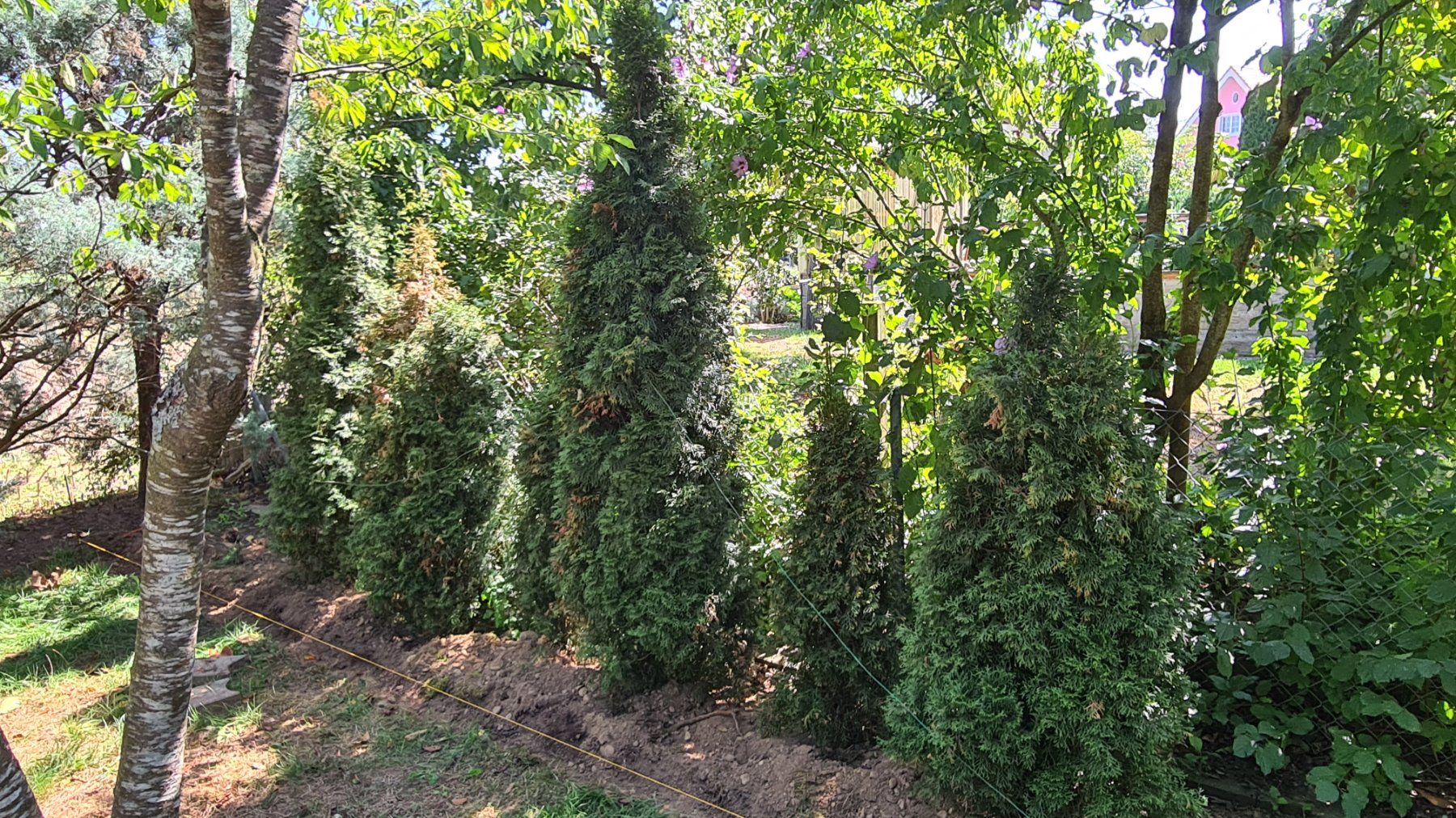 Pflanzen & Samen: Thuja Smaragd – Gebraucht aus Wolfwil von Liezl78 1