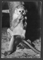 Zoologischer Garten Zürich Grüne Meerkatze