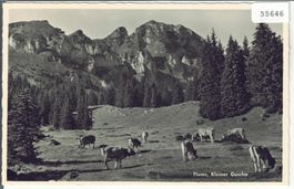 Flums - Kleiner Guscha - Kühe