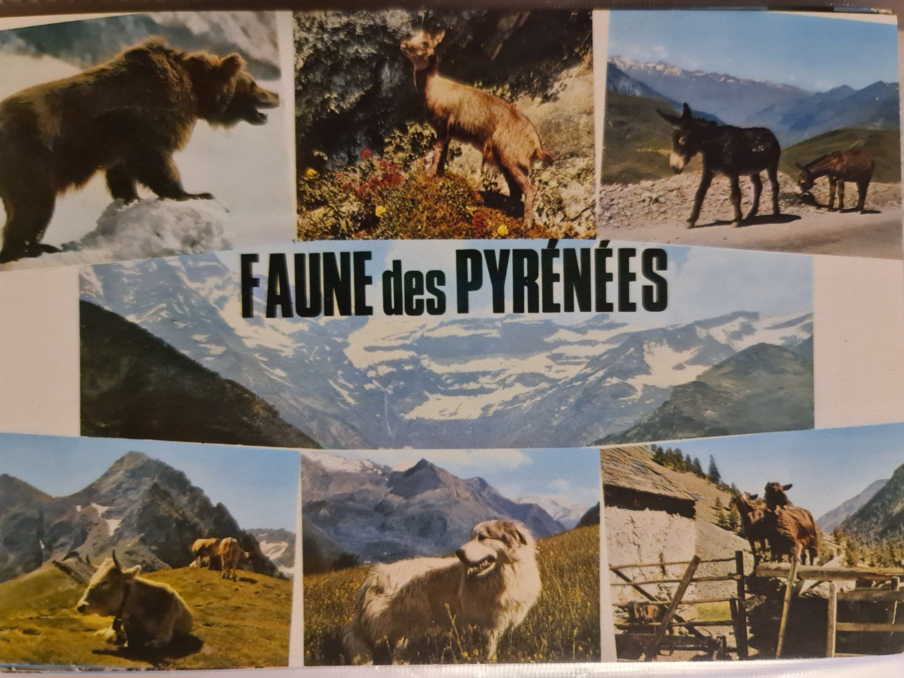 Ansichtskarten: Postkarten Fauna Pyrenäen – Gebraucht aus Dintikon von Vexi