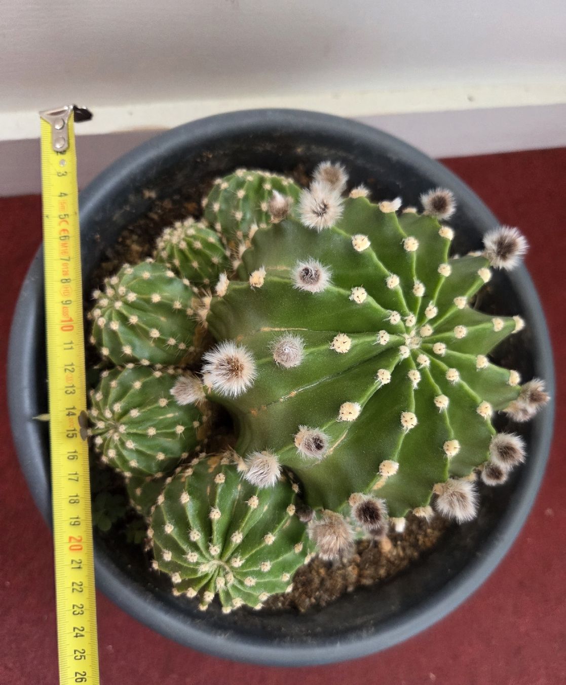 Piante & sementi: Echinopsis Eyriesii Kaktus – Usato da Konolfingen venduto da S1000RR-Karin 5