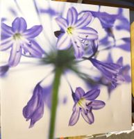Lila Blumenbild, Frühlingsdekoration 🌸🖼️ ...