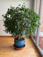Zimmerpflanze Ficus Benjamina mit blauem Keramikzopf