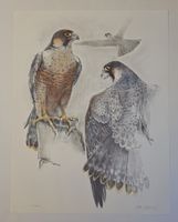Willy Eugen Bär  Litho. Nr. handsign. Tier-Motiv,  50x40cm