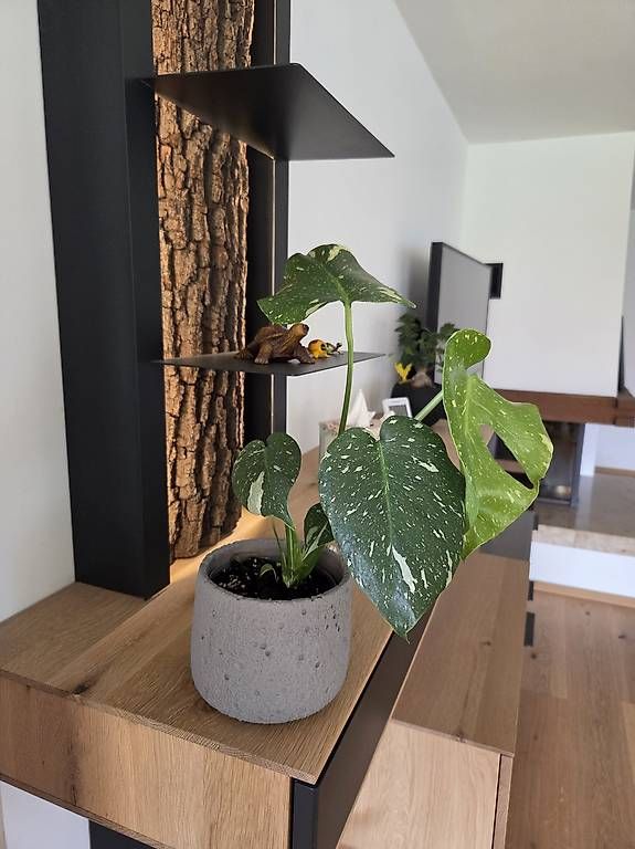Pflanzen & Samen: Monstera deliciosa Thai Constellation – Gebraucht aus Jona von pau_g7rc 1
